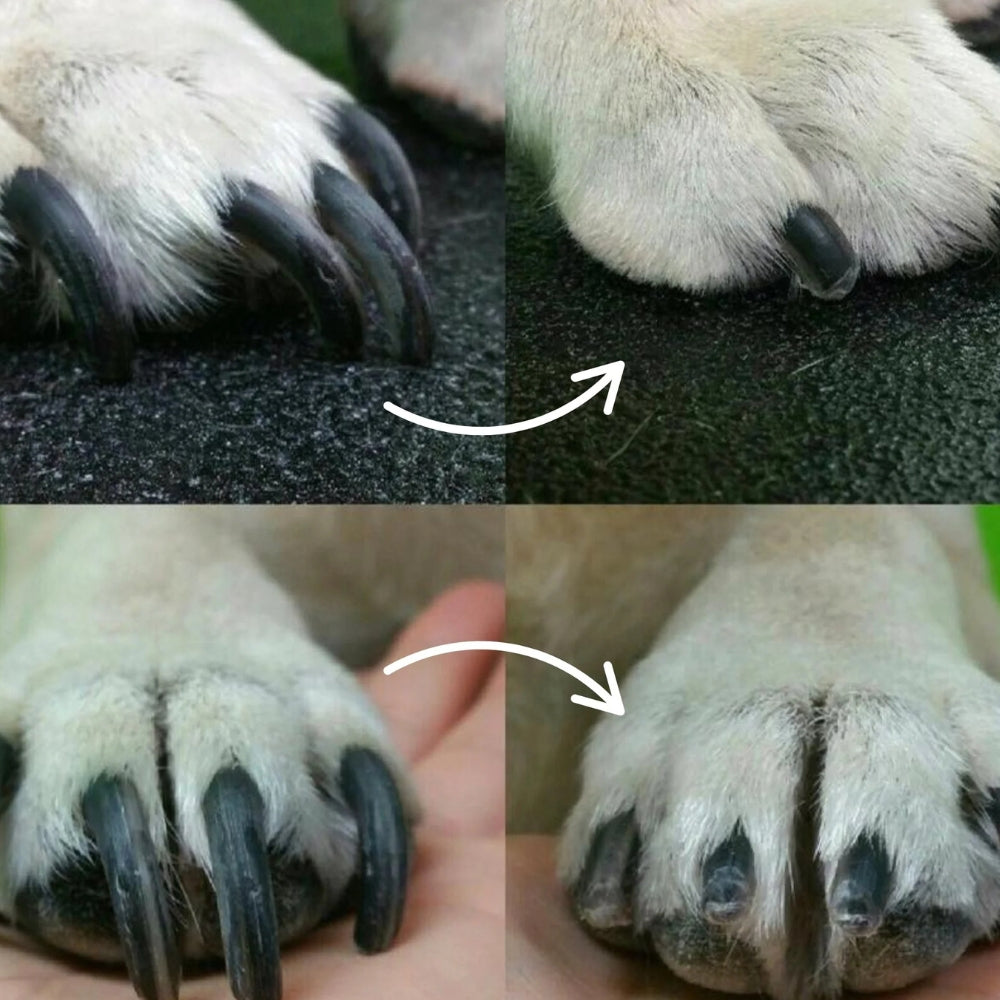 Lima Elettrica per Cani